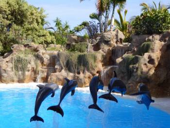 loro_parque_puerto_de_la_cruz_teneriffa