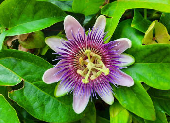 garten_von_schloss_trauttmansdorff__passionsblte